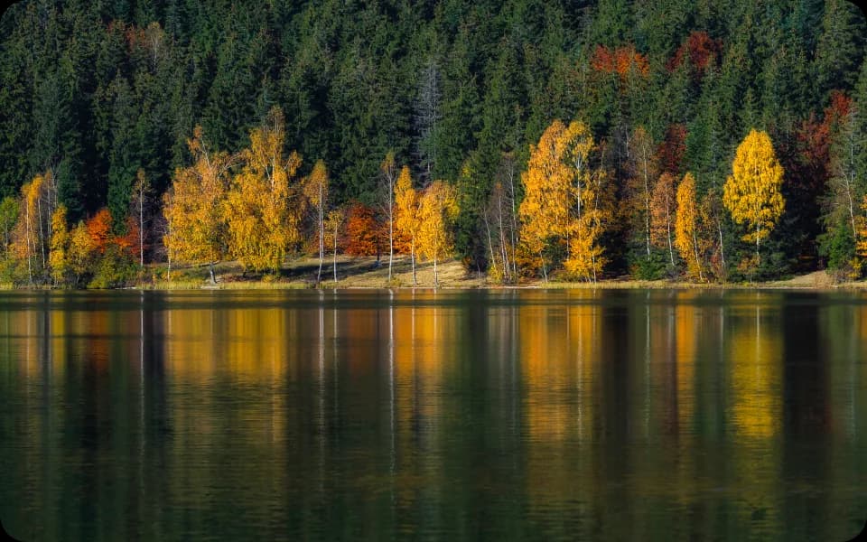 Icone arbre